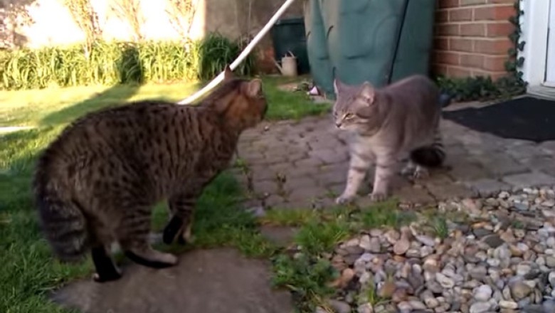 Cat Standoff: The Fluffiest Showdown Ever