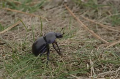 Tiny Beetle, Big Adventure