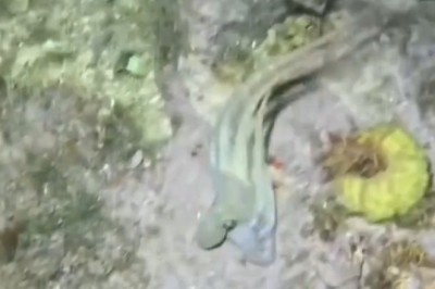 Deep-Sea Wonders, with a Cartoon Twist