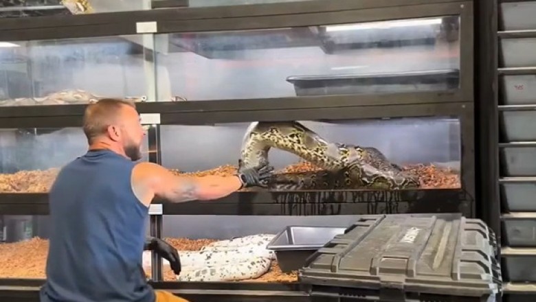 Even Snake Breeders Face Disappointments