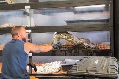 Even Snake Breeders Face Disappointments