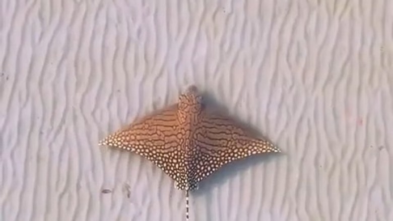 Is It a Bird Swimming—or a Fish Flying?
