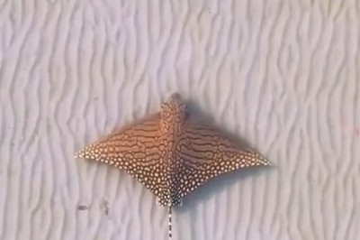 Is It a Bird Swimming—or a Fish Flying?