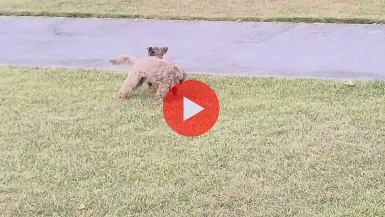 Garden Adventures with Two Tiny Terriers