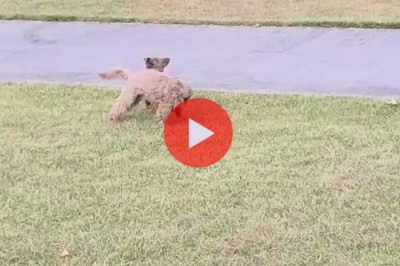 Garden Adventures with Two Tiny Terriers