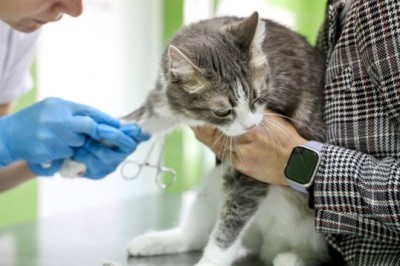 Bat Encounter Leads to Cat's Death, Near-Tragedy at Vet Clinic - Did Owners Know?