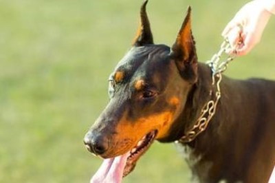 Unmuzzled Rottweiler Attacks Man in Elevator — Owner Fined and Ordered to Pay Thousands